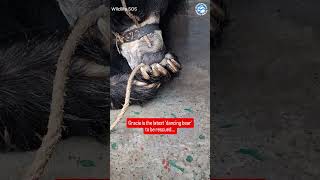 What Trauma Does to a Sloth Bear #bears #animals #wildlife