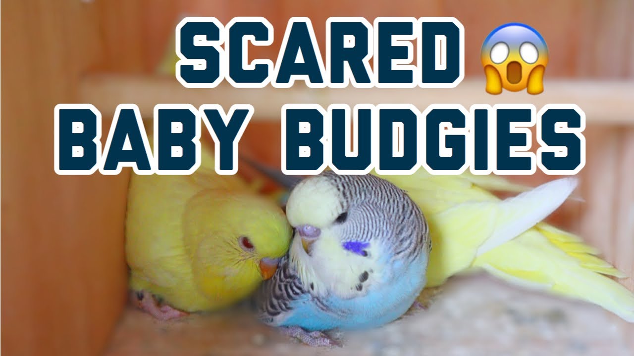 Scared Baby Budgies?