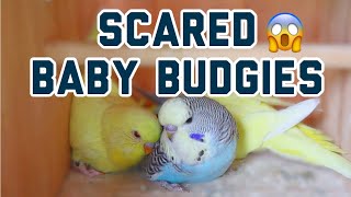 Scared Baby Budgies? by AllAboutBudgies 7,392 views 4 years ago 2 minutes, 30 seconds