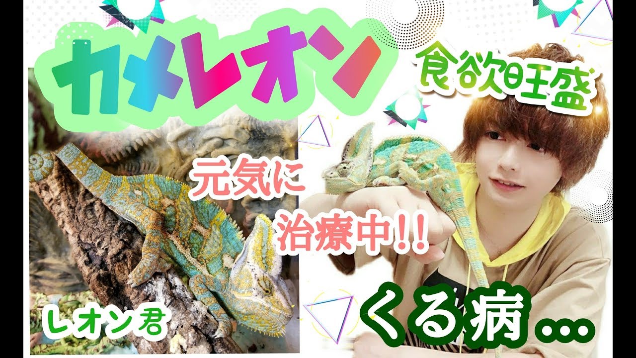 Rickets Chameleon. Thanks to you, he is eating well! chameleon