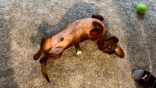 Mini dachshund plays doggie whackamole