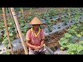 HOW FARMERS QUICKLY TIE CUCUMBER PLANTS USING SIMPLE TOOLS! - agricultural farming