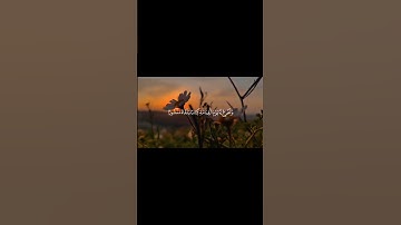 تلاوه هادئه وعذبه من القرآن الكريم #قرآن_كريم #المصحف #تلاوة_هادئة #ارح_قلبك