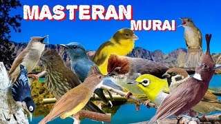 MASTERAN BURUNG MURAI KACER CUCAK IJO /// ISIAN SIRI AIRI CIGUN KENARI , SUARA JERNIH JEDA