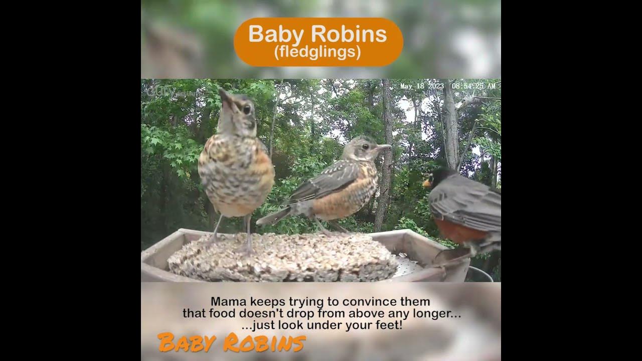 Baby Robins (fledglings). Mama Robin is trying to convince them to get