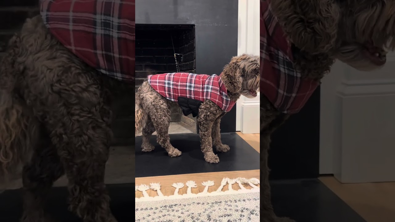 Adorable red plaid dog jacket 🐾 Link in comments