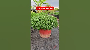 Cúc mâm xôi hàn #cucmamxoihanquoc #cucmamxoi #hoatet