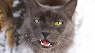 Friendly cat asks to be petted this winter