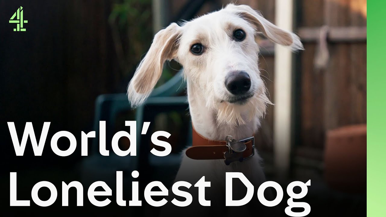 Loneliest Dog Alive Just Wants a Family That Will Love Him For Him | The Dog House 🐶