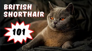 British Shorthair Cat 101   Facts and Personality