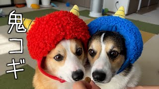 CORGI （コーギー） M.G.A 節分】こんな可愛い鬼コーギーは退治できません！corgi brothers