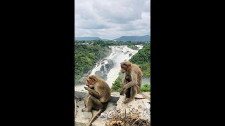 Baby Monkeys #shorts video