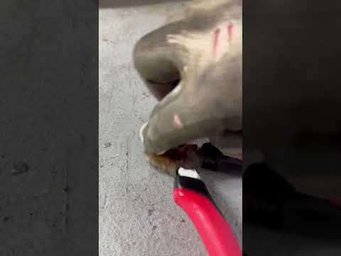 Side Cutters Or Secateurs Spray And Stay Rescue Tools Diy 