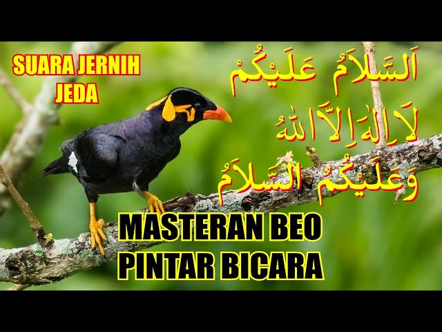 3 jam masteran burung beo supaya bisa bicara assalamualaikum lailahailallah waalaikumsalam class=