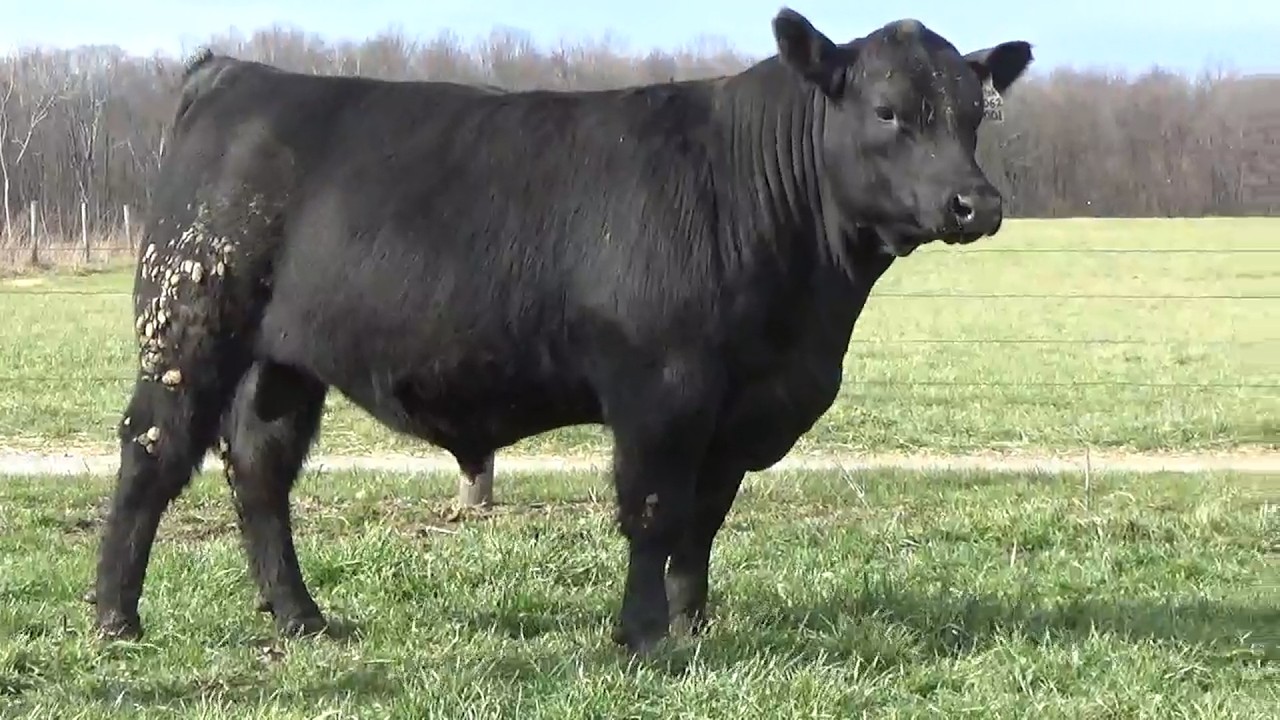 2026 McKean Bros Sale Lot 2