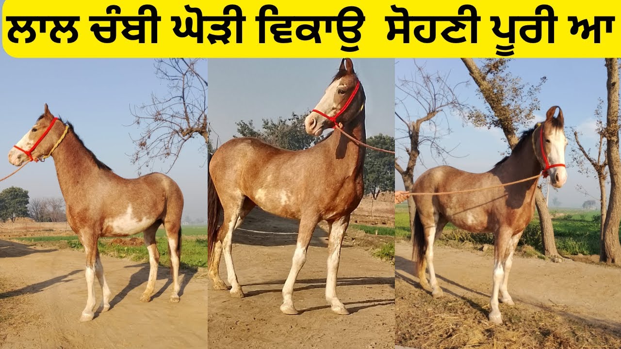 Mare for sale/horse for sale horse sale horselover horseforsale 