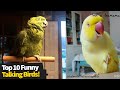 Top 10 Funniest Talking Birds, These Are Hilarious!