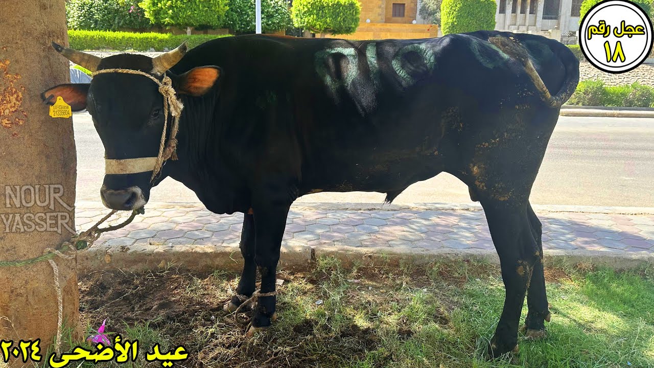 ذبح عجل أول ايام العيد عجل رقم 18 | جزارة الصفا والمروة 2024 - YouTube