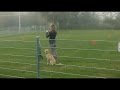 Companion dog test - passed - at Dog Training Field Companion dog test - passed - at Dog Training Field