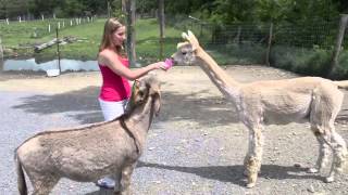 Jealous Donkey VS Lama Jealous Donkey VS Lama