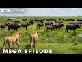 Deadliest Lion MEGA EPISODE | When Lion Attack | #natureanimaldocumentary