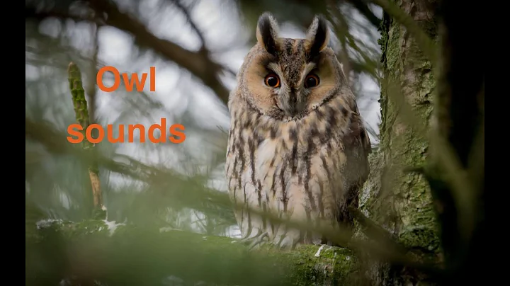 The Distinctive Calls Of Owls: A Sampler