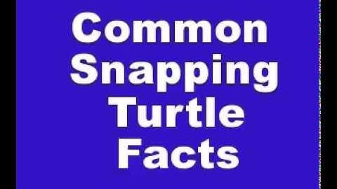 Common Snapping Turtle Facts - Facts About Common Snapping Turtles