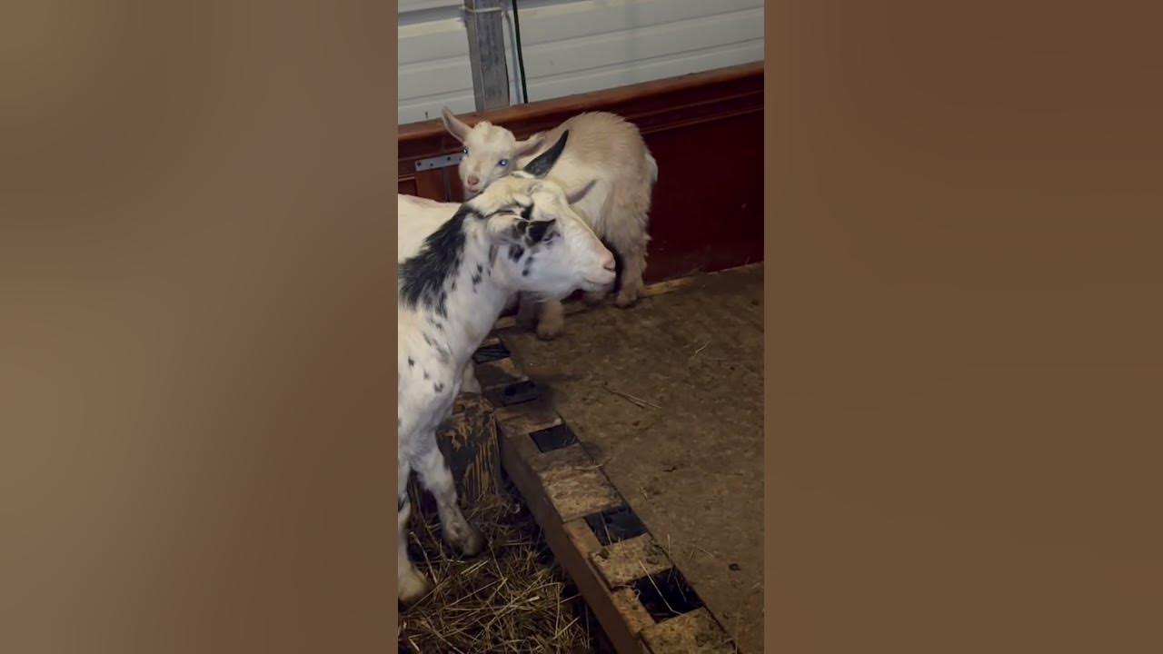 Why Is My Baby Goats Poop Runny