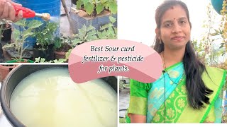 పుల్లటి మజ్జిగ తో మొక్కలకి ఆరోగ్యం  | Best Sour curd fertilizer & pesticide for plants.