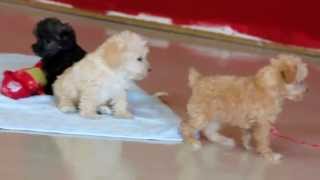 Mini Schnoodle Puppies for Sale