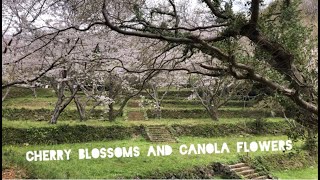 Spring in Sasebo- Cherry Blossoms &amp; Canola Flowers