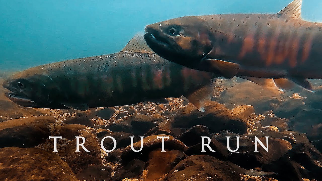 知内川 と ビワマスの遡上 │ Chinai river runs through Makino town , Shiga