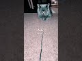 She take her string-playing very seriously.🤣