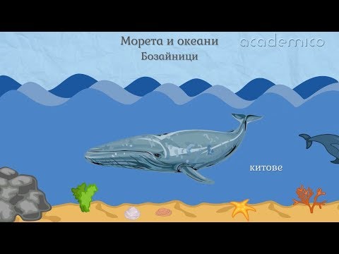 Животът във водата - Човекът и природата 3 клас | academico