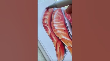 Learning how to draw with markers  #shorts #markertutorial #markerdrawing #copicdrawing