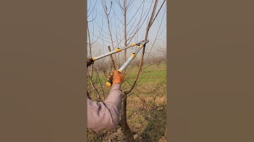 "This pruning trick will double your harvest!" #farming #pruning #agriculture #shorts