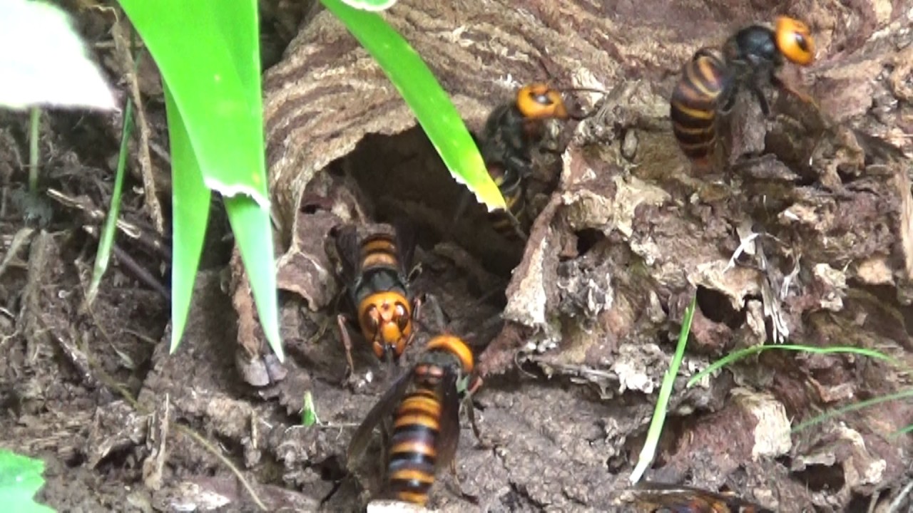郡山市でオオスズメバチ駆除- １０月下旬、家の裏の土手で飛び回るオオスズメバチ！  Hornet Nest Removal