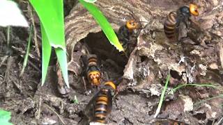 郡山市でオオスズメバチ駆除- 10月下旬、家の裏の土手で飛び回るオオスズメバチ!  Hornet Nest Removal