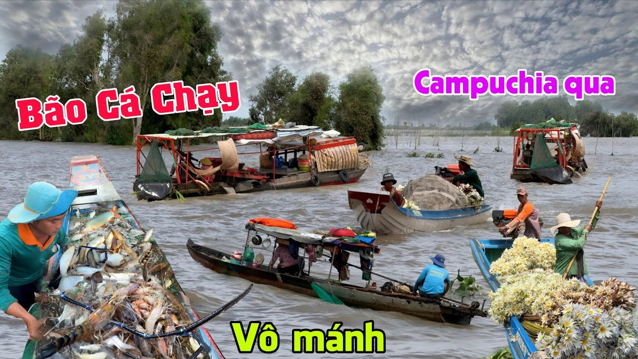Đổ dớn trúng mánh Bão Cá Chạy - Người Campuchia Ồ Ạt chở bông súng qua bán