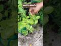 అడవి తులసి adavi tulasi plant #gardening #plants