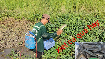 xiệt cá lóc cá trê mùa lúa trổ bông đi trúng đường nước vô bầy cá lóc cá trê quá thế nhiều