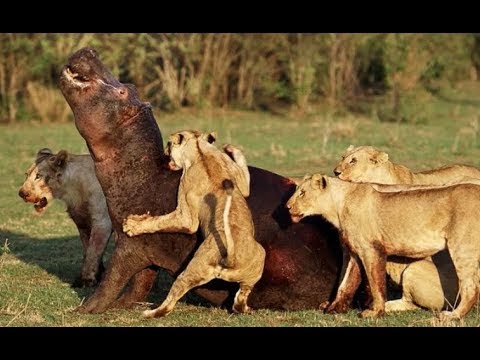 Top 10 Craziest animal attacks caught on camera - YouTube
