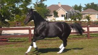 Dubonnet Diamond Hitroemer - In Foal To Schwarzenegger Sioncalypso Ii For A 2014 Foal