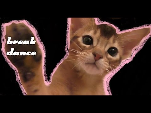 Котёнок Ариела танцует брейкданс | до слёз