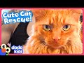 Kitten Meows Until He Gets Rescued! ❤️ | Dodo Kids | Rescued!