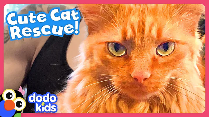 Kitten Meows Until He Gets Rescued! ❤️ | Dodo Kids | Rescued!