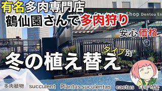 148【多肉植物】多肉専門店・鶴仙園で多肉狩り価格は？ミックスベリアからあの多肉もいた！ワゴンは掘り出し物も！冬の植え替えタイプ別