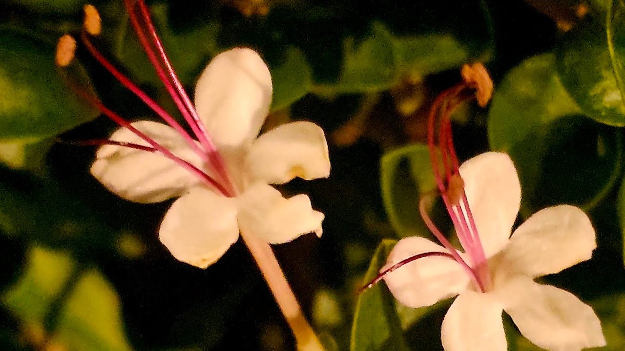 Seaside clerodendron. Garden quinine  Telugu Pisingi .Pisung .Takkolakamu .Tml Pinchil  