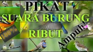 pikat suara burung ribut.... pasti pada turun..