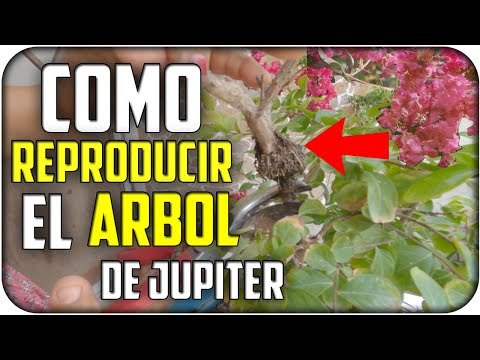 Video: Cómo propagar árboles de mirto crespón